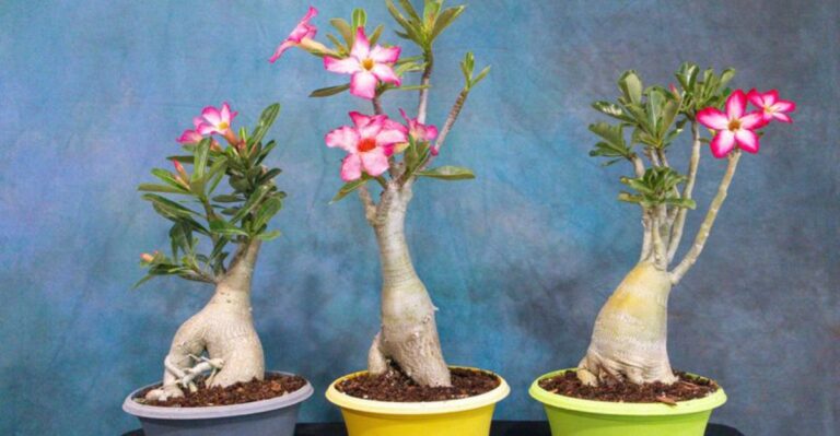 The September Watering Mistake That Can Rot A Desert Rose In Florida