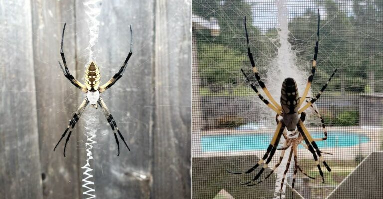 Why Giant Orb-Weaver Webs Suddenly Appear Across California Yards In September