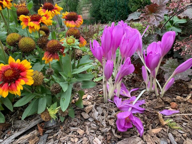 These fall-blooming perennials keep your Wisconsin garden colorful right through the first frost