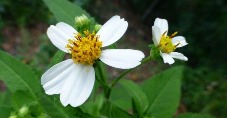 The Most Underrated Florida Native That Can Help Keep Spider Mites Out Of Backyards