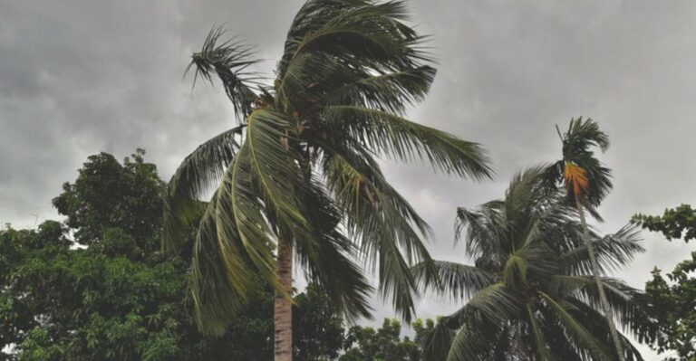 The September Palm Cleanup Mistake That Can Turn Storm Damage Into A Bigger Problem In Florida