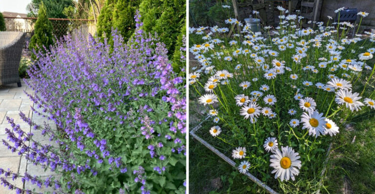 Long-Blooming Oregon Perennials That Keep Flowering For Three Months Or More