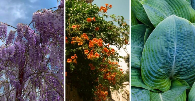 10 Beloved Garden Plants That Might Be Causing You Trouble