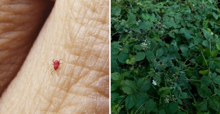 8 Reasons Chiggers Are Biting Ankles Across Tennessee State