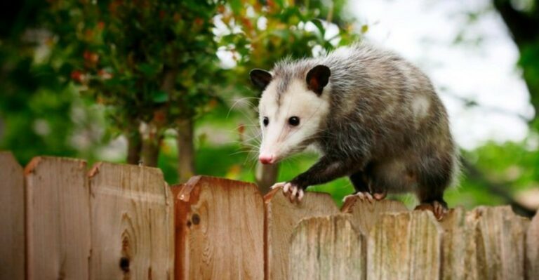 What It Means When A Possum Shows Up In Your Texas Yard This September