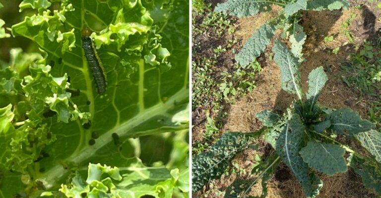 What Tiny Green Caterpillars On North Carolina Kale Are Trying To Tell You