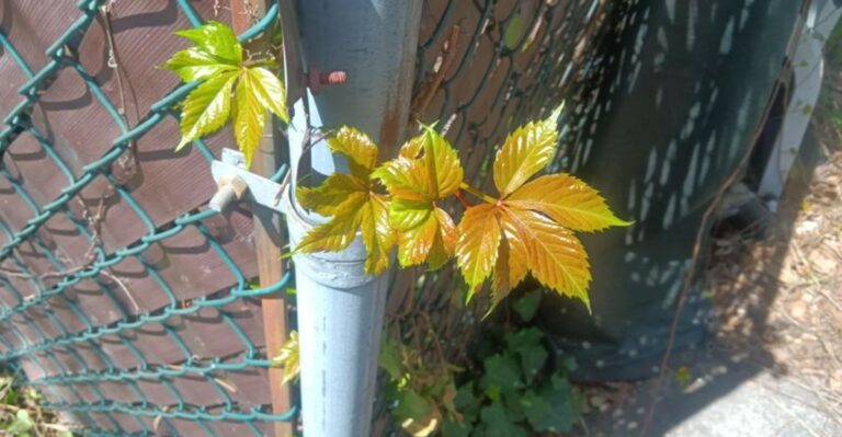 This Native Virginia Vine Turns Chain-Link Fences Into Bird Highways