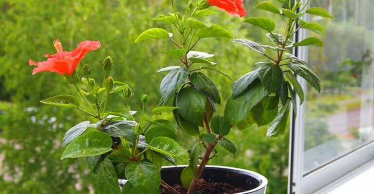 Your Tropical Hibiscus Won’t Survive An Ohio Winter Outside – Start Planning Now