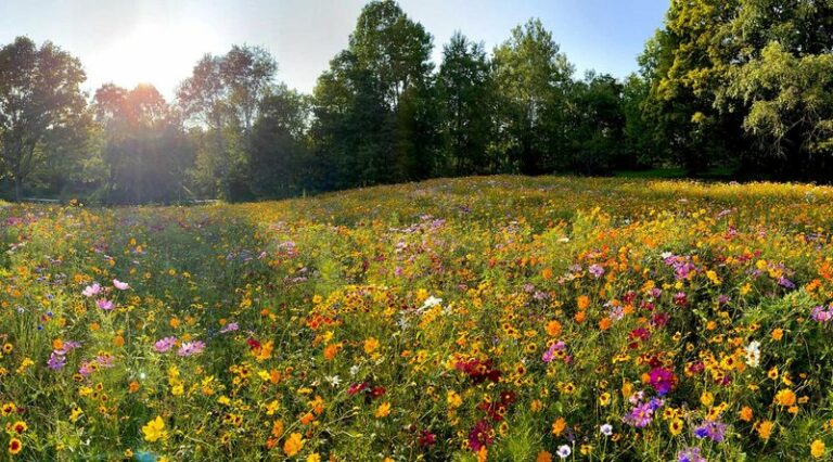 Turn Your Thirsty Arizona Lawn Into A Low-Water Wildflower Meadow That May Support Pollinators