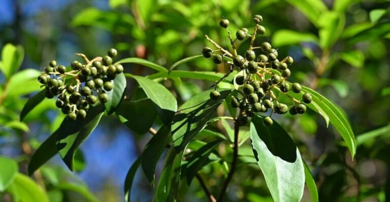 The Florida Native Marlberry Shrub That Birds Notice Before Most Gardeners Do