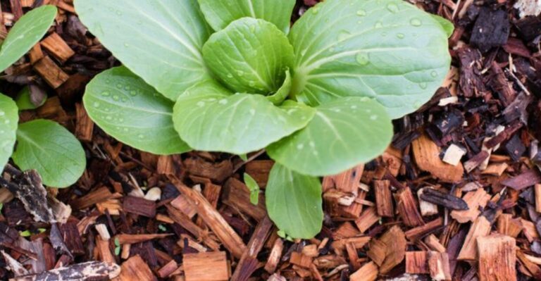 7 Mulching Mistakes Virginia Gardeners Keep Making Every September