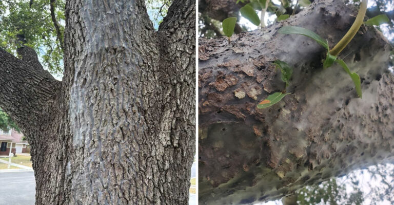 That Webby Mess On Texas Trees Looks Like Spiders Took Over, But That’s Not What’s Happening