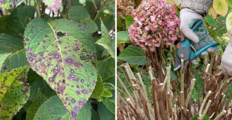 Why Some Oregon Hydrangeas Develop Black Spots On Their Leaves