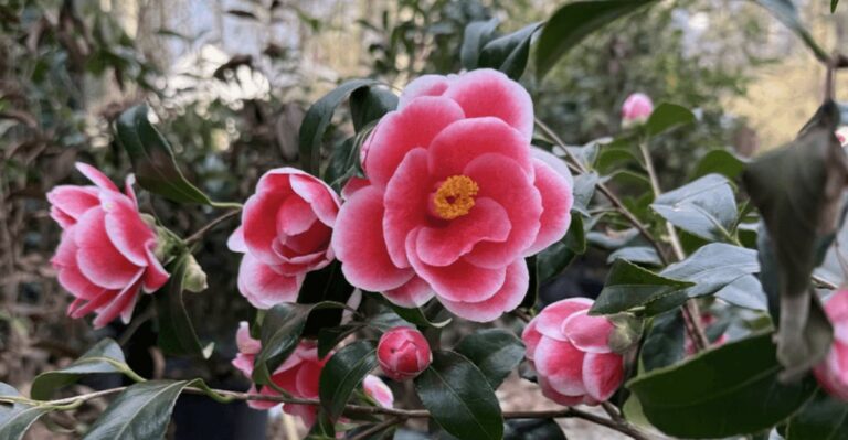 Why Georgia Gardeners Should Check Camellia Buds Before September Ends
