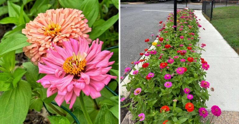 This Is How To Get Zinnias Reblooming Like Crazy In Ohio
