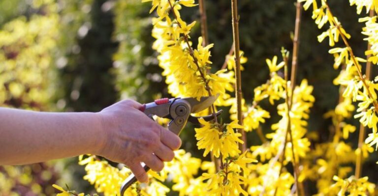 The New York Shrubs That Look Better Left Unpruned Through Winter