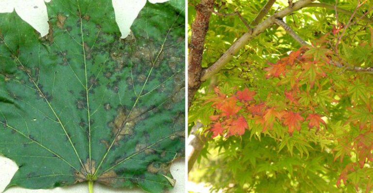 What It Means When Your Ohio Maple Tree Drops Leaves Early
