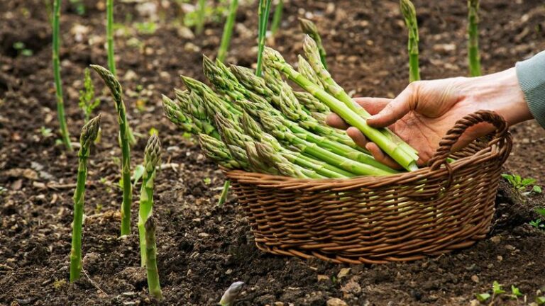 Grow Fresh Asparagus In Your Arizona Garden And Harvest Tender Spears For Over A Decade