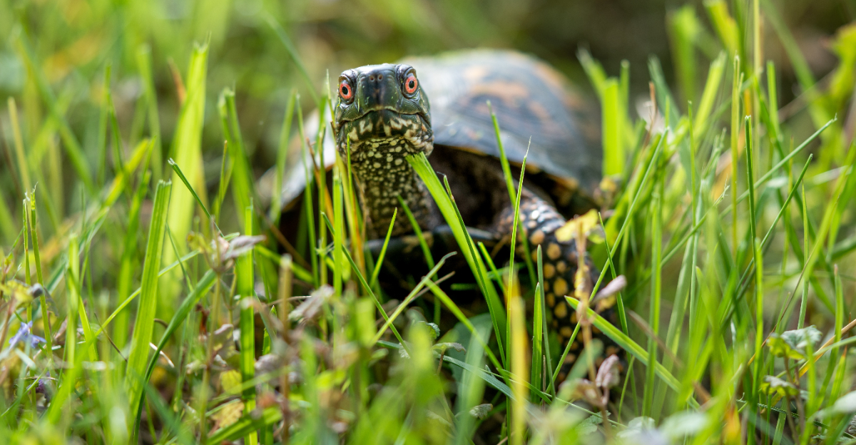 box turtle