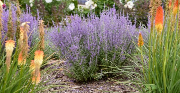 The One Thing You Must Do To North Carolina Russian Sage Before September Ends