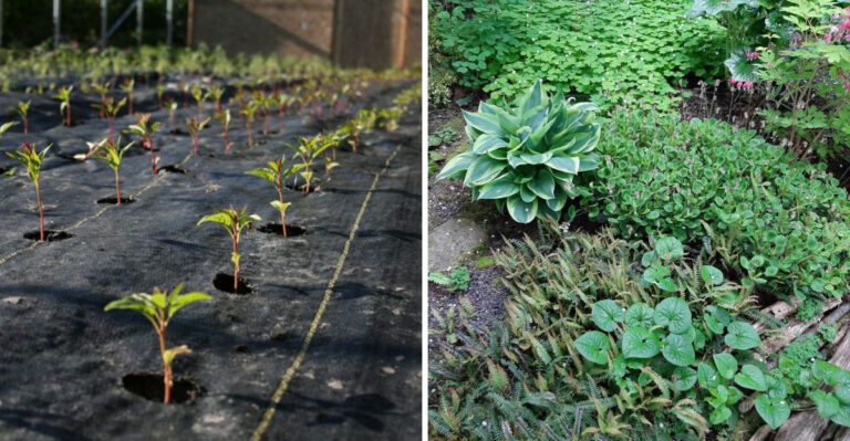 Why North Carolina Gardeners Are Ditching Landscape Fabric For These Alternatives