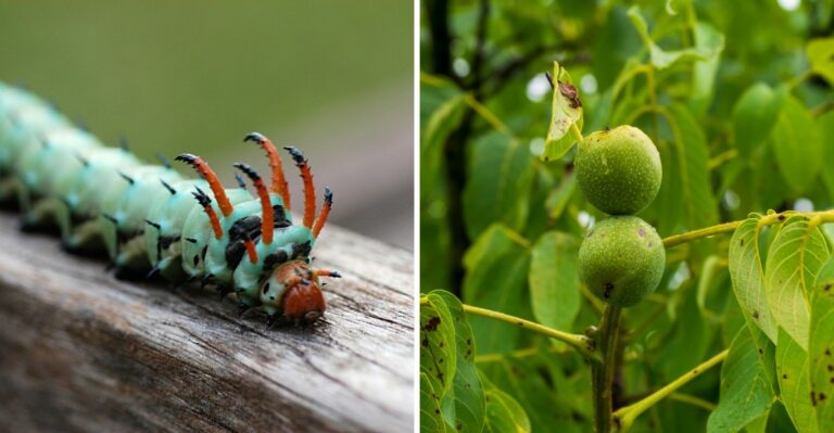 A Rarely Seen Giant Horned Caterpillar Is Turning Up On Iowa Porches And Patios Right Now