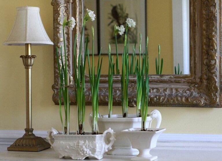Force paperwhites indoors this winter for a Wisconsin windowsill full of blooms by the holidays