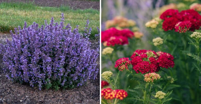 9 Plants That Keep Deer Away From Your Fall Plantings