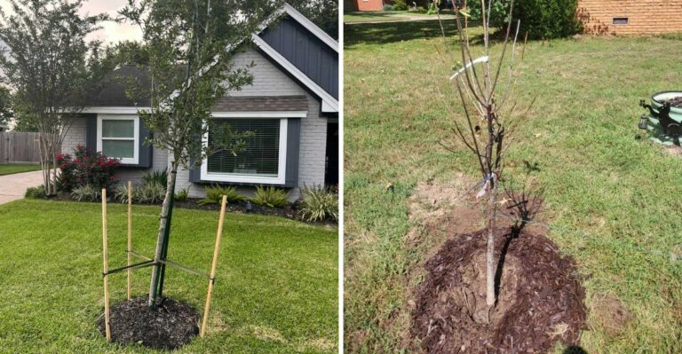 The Right Way To Stake A Young Tree In A California Yard