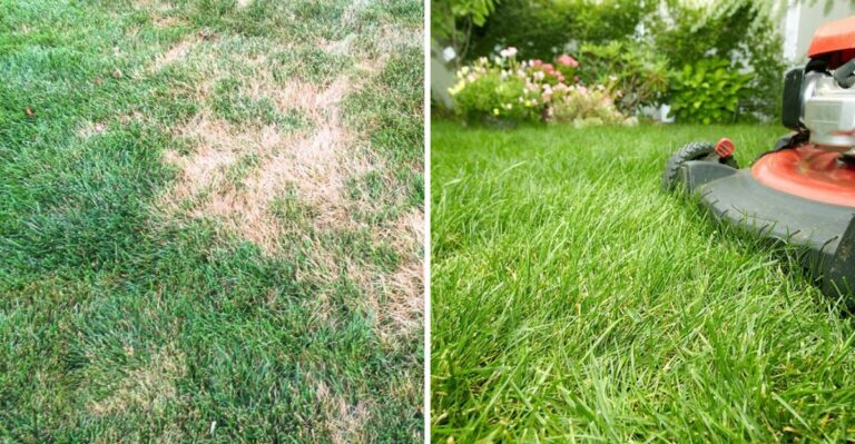 How To Save A North Carolina Fescue Lawn After Heavy September Rains