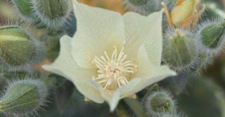 The Arizona Yard Plant That Looks Like Harmless Filler But Stings Worse Than A Scorpion