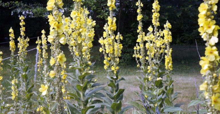 This Plant Is Worth Knowing If You Find It Growing Near Your Michigan Yard