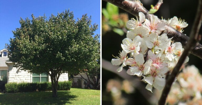 The Texas Native Tree Serious Homeowners Are Choosing This September Instead Of Bradford Pear