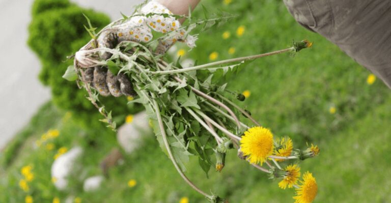 Pulling Weeds? You May Be Making Them Stronger
