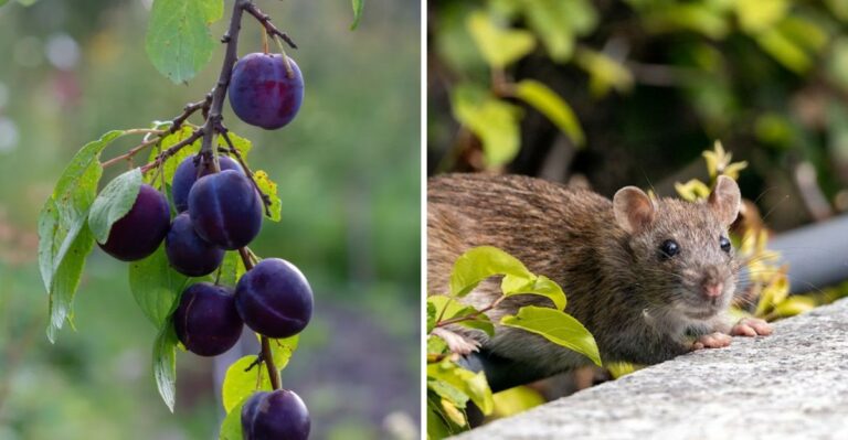 The Backyard Fruit Pennsylvania Rats Find First In Late Summer
