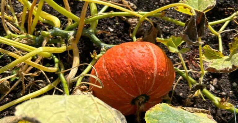 The Only Winter Squash Harvesting Method Worth Using In Michigan’s Cold Climate