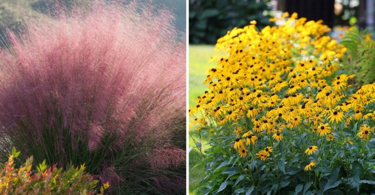 7 Plants That Make Pennsylvania Gardens Look Better Every Fall