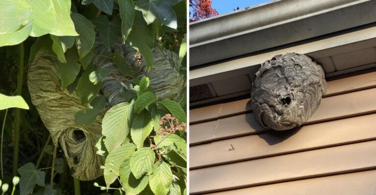Large Paper Nests Are Becoming Visible In Indiana Trees As The Leaves Thin