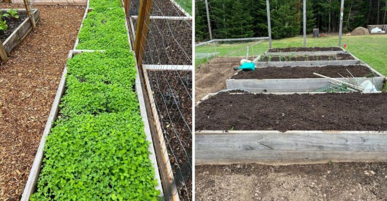 How To Refresh Tired California Raised Bed Soil After A Long, Dry Summer