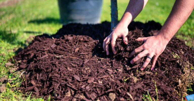 Your Fall Mulch Could Be Too Deep, Here Are The Rules To Follow In Virginia