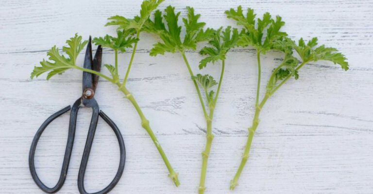 Indiana Gardeners Are Saving Their Geraniums With One Fall Trick
