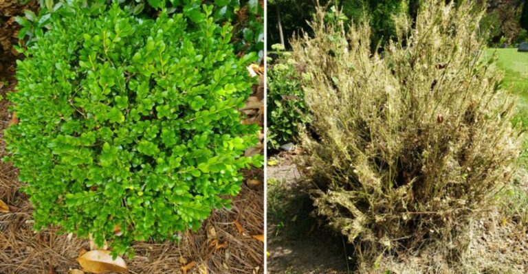 Check Your Ohio Boxwoods Before Fall – This New Invasive Pest Is Already Here