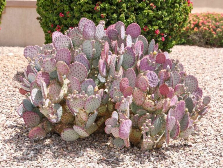 The Arizona Yard Cactus That’s Prettier Than Bougainvillea but Just as Painful to Prune