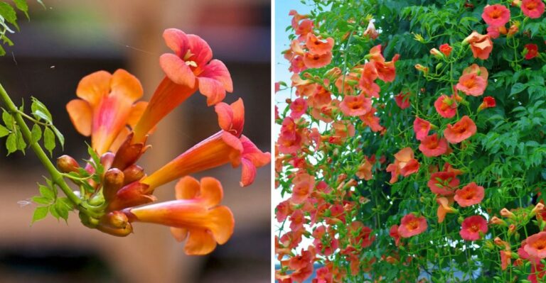 The Full Sun New York Vine That Covers A Hot Fence In Flowers And Barely Needs Watering