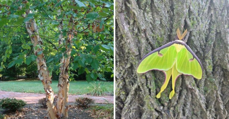 The Native Michigan Tree That Feeds Luna Moth Caterpillars And Turns Golden In Fall