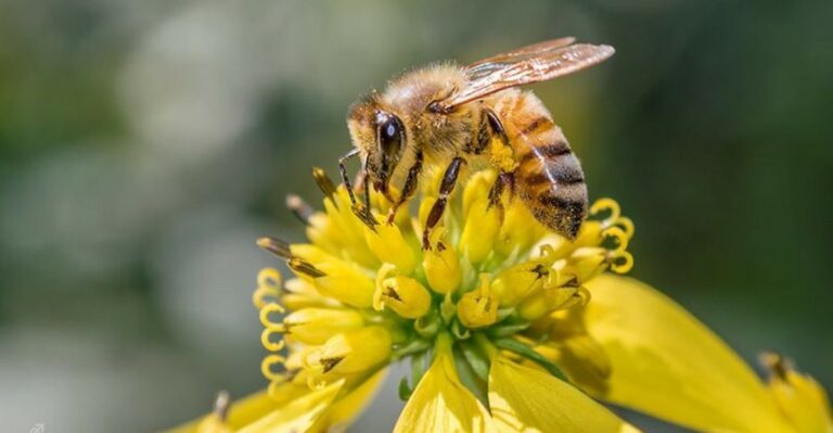 This Is Where Michigan Bees Go When Cold Weather Arrives