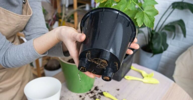 Should You Clean Outdoor Plant Pots Before Bringing Them Indoors In North Carolina