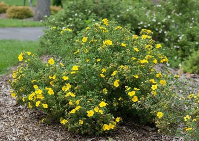 Once the leaves fall, prune these 8 Wisconsin shrubs and skip the ones you’d ruin