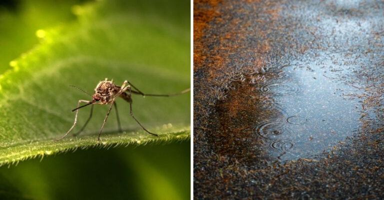 8 Reasons Louisiana Is Seeing A New Wave Of Mosquitoes This Late Summer