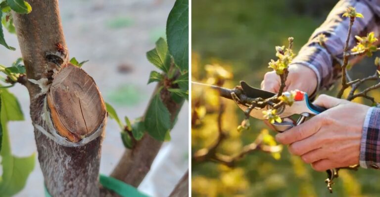 What Happens If You Prune Oregon Fruit Trees Too Late This Fall?